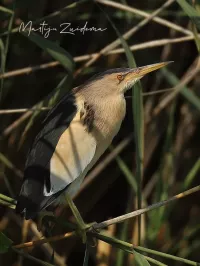 Woudaap [Ixobrychus minutus]